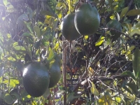 Paraiba, PB, Joao Pessoa, Aluguel temporada,  Alugue temporada, apartamentos para alugar, Casa para alugar,  alugar casas,  aluguel de temporada,  aluguel por temporada, alugar apartamento,  alugar casa, casas pra alugar,  casas alugar, casa alugar, casa temporada, aluguel para temporada,