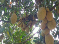 Sergipe, SE, Aracaju, Aluguel temporada,  Alugue temporada, apartamentos para alugar, Casa para alugar,  alugar casas,  aluguel de temporada,  aluguel por temporada, alugar apartamento,  alugar casa, casas pra alugar,  casas alugar, casa alugar, casa temporada, aluguel para temporada,